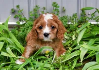 Jax-shipping included, a male Cavalier King Charles Spaniel and Poodle - Miniature  for sale in Fort Scott, KS – Photo 2 of 2