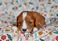 Jax, a male Cavalier King Charles Spaniel and Poodle - Miniature  for sale in Fort Scott, KS – Photo 2 of 2
