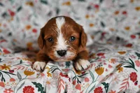 Jax, a male Cavalier King Charles Spaniel and Poodle - Miniature  for sale in Fort Scott, KS – Photo 1 of 2