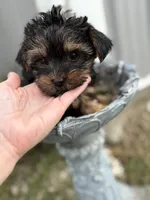 Charlie, a male Yorkshire Terrier for sale in Fort Scott, KS – Photo 2 of 3