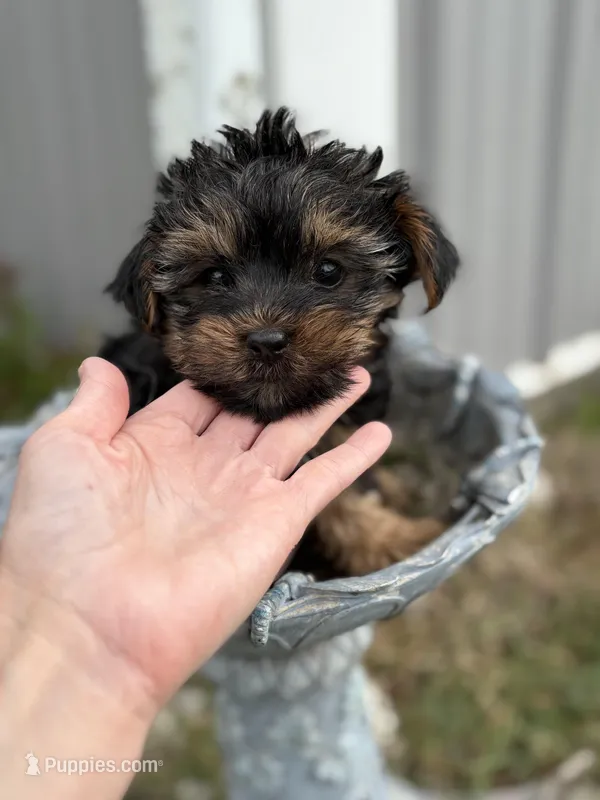 Charlie – Yorkshire Terrier puppy for sale in Fort Scott, KS