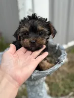 Charlie, a male Yorkshire Terrier for sale in Fort Scott, KS – Photo 3 of 3