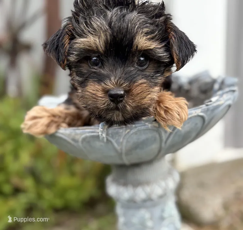 Charlie – Yorkshire Terrier puppy for sale in Fort Scott, KS