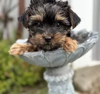 Charlie, a male Yorkshire Terrier for sale in Fort Scott, KS – Photo 1 of 3