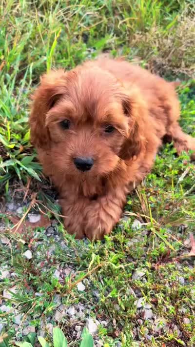 Teddy-pick up today!, a male Cavapoo for sale in Fort Scott, KS – 3 of 3