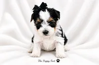 Charlie, a male Yorkshire Terrier for sale in Fort Scott, KS – 2 of 2