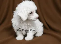 Gus , a male Poodle - Toy  for sale in Fort Scott, KS – 2 of 2
