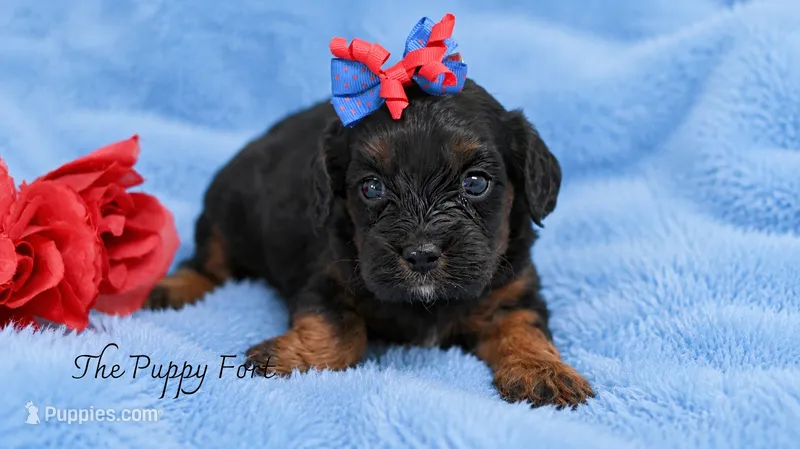 Millie – Cavapoo puppy for sale in Fort Scott, KS
