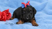 Millie, a male Cavapoo for sale in Fort Scott, KS – 1 of 2