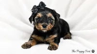 Willow, a female Yorkshire Terrier for sale in Fort Scott, KS – 2 of 2