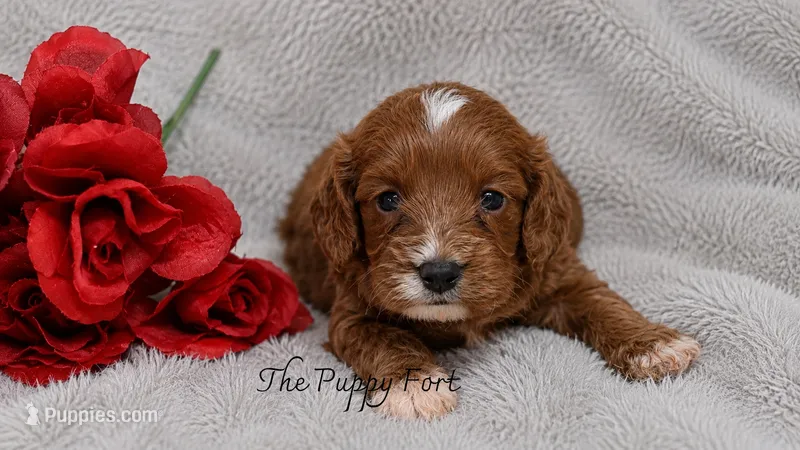 Charlie – Cavapoo puppy for sale in Fort Scott, KS