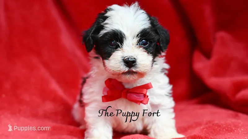 Jett – Yorkshire Terrier, Poodle - Toy  puppy for sale in Fort Scott, KS