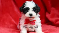 Jett, a male Yorkshire Terrier and Poodle - Toy  for sale in Fort Scott, KS – 1 of 2