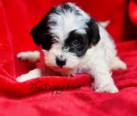 Knox, a male Yorkshire Terrier and Poodle - Toy  for sale in Fort Scott, KS – 2 of 2