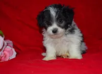 Rudolf, a male Maltipoo and Maltese for sale in Fort Scott, KS – Photo 2 of 3