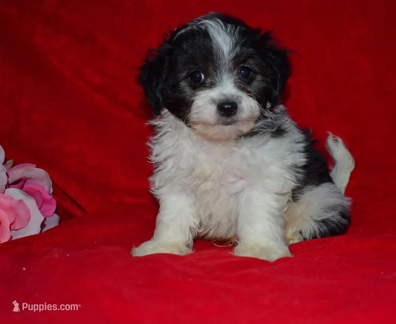 Rudolf, a male Maltipoo and Maltese for sale in Fort Scott, KS – Photo 1 of 3