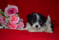 Rudolf, a male Maltipoo and Maltese for sale in Fort Scott, KS – Photo 3 of 3