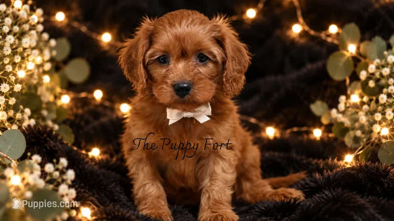 Teddy – Cavapoo puppy for sale in Fort Scott, KS
