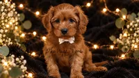 Teddy, a male Cavapoo for sale in Fort Scott, KS – 1 of 2
