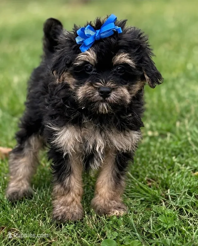 Lilly  – Yorkshire Terrier, Poodle - Miniature  puppy for sale in Fort Scott, KS