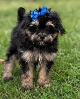 Lilly , a female Yorkshire Terrier and Poodle - Miniature  for sale in Fort Scott, KS – 1 of 2