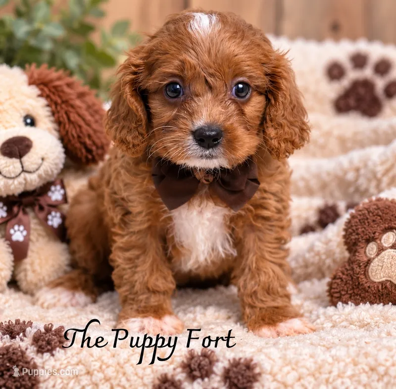 Charlie – Cavapoo puppy on hold in Fort Scott, KS