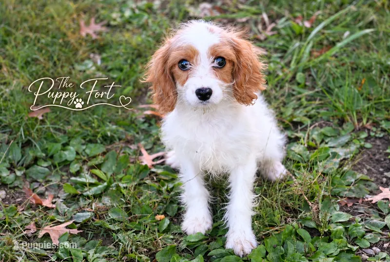 Quinn – Cavapoo puppy for sale in Fort Scott, KS