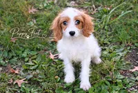 Quinn, a female Cavapoo for sale in Fort Scott, KS – 1 of 2