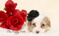 Stella, a female Cavalier King Charles Spaniel and Poodle - Miniature  for sale in Fort Scott, KS – 1 of 3