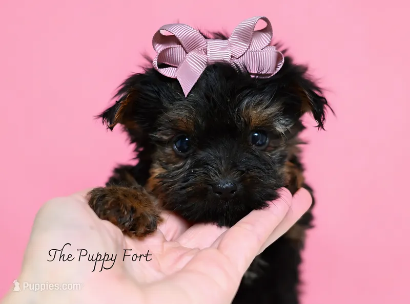 Lilly – Yorkshire Terrier puppy for sale in Fort Scott, KS