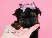 Lilly, a female Yorkshire Terrier for sale in Fort Scott, KS – 1 of 2