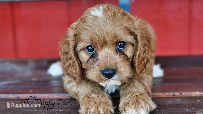 Max – Cavalier King Charles Spaniel, Poodle - Miniature  puppy for sale in Fort Scott, KS