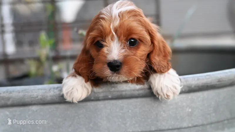Jax – Cavapoo puppy for sale in Fort Scott, KS