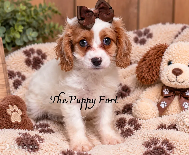 Anna-Ready to go TODAY!!!  – Cavalier King Charles Spaniel, Poodle - Miniature  puppy for sale in Fort Scott, KS