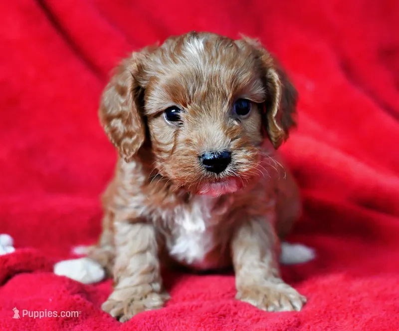 Rusty – Cavapoo puppy for sale in Fort Scott, KS