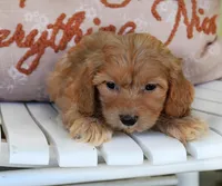 Rusty-18 month health guarantee, a male Cavapoo for sale in Fort Scott, KS – Photo 2 of 2