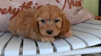 Rusty-18 month health guarantee, a male Cavapoo for sale in Fort Scott, KS – Photo 1 of 2