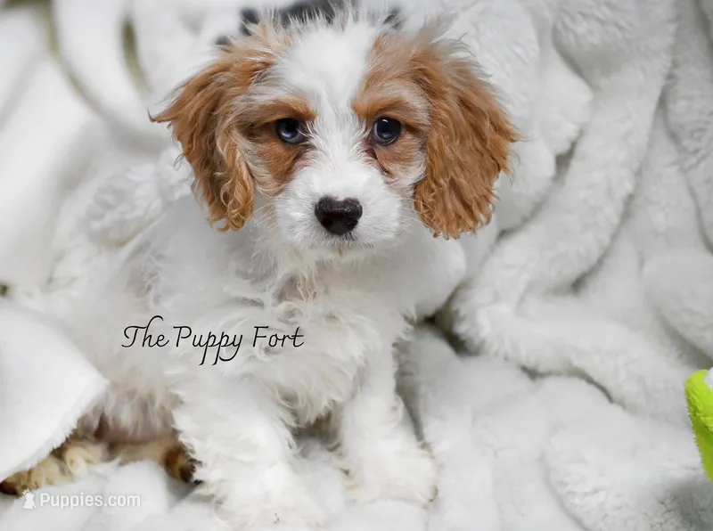 Stella! You can come for pickup today!  – Cavalier King Charles Spaniel, Poodle - Miniature  puppy for sale in Fort Scott, KS