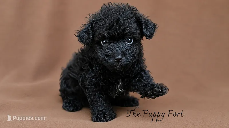 Messi – Poodle - Toy , Poodle - Miniature  puppy on hold in Fort Scott, KS