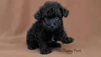 Messi, a male Poodle - Toy  and Poodle - Miniature  for sale in Fort Scott, KS – 1 of 2