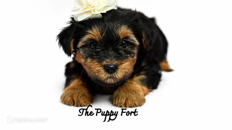 chloe – Yorkshire Terrier puppy for sale in Fort Scott, KS