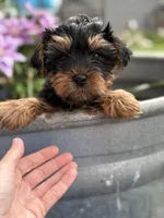 Maverick , a male Yorkshire Terrier for sale in Fort Scott, KS – Photo 2 of 2