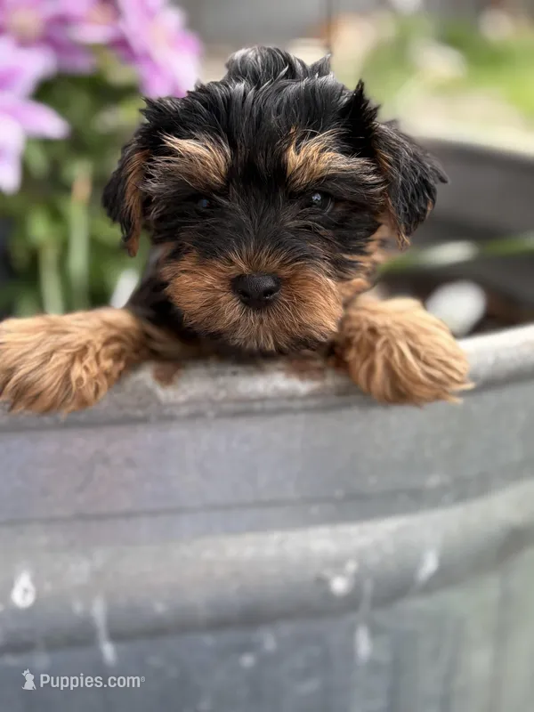 Maverick  – Yorkshire Terrier puppy for sale in Fort Scott, KS