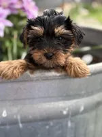 Maverick , a male Yorkshire Terrier for sale in Fort Scott, KS – Photo 1 of 2