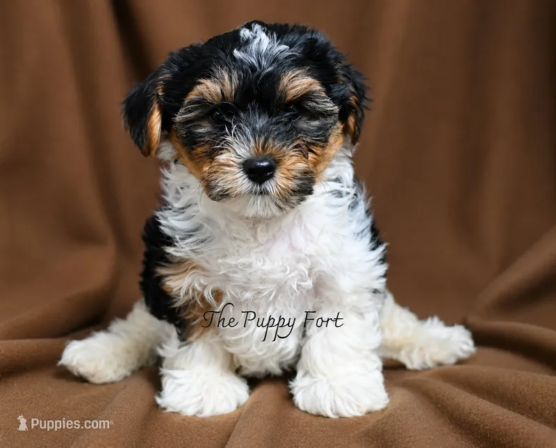 Grogu – Yorkshire Terrier puppy for sale in Fort Scott, KS