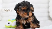 Bear-Toy, a male Yorkshire Terrier for sale in Fort Scott, KS – 3 of 3