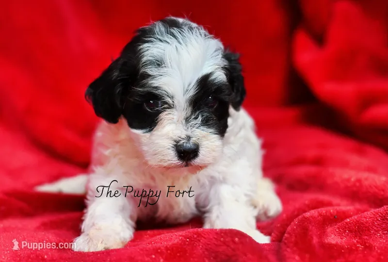 Knox – Yorkshire Terrier, Poodle - Toy  puppy for sale in Fort Scott, KS