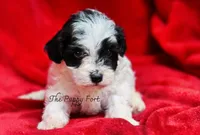 Knox, a male Yorkshire Terrier and Poodle - Toy  for sale in Fort Scott, KS – 1 of 2
