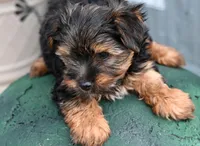 Maverick, a male Yorkshire Terrier for sale in Fort Scott, KS – Photo 2 of 2