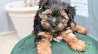 Maverick, a male Yorkshire Terrier for sale in Fort Scott, KS – Photo 1 of 2